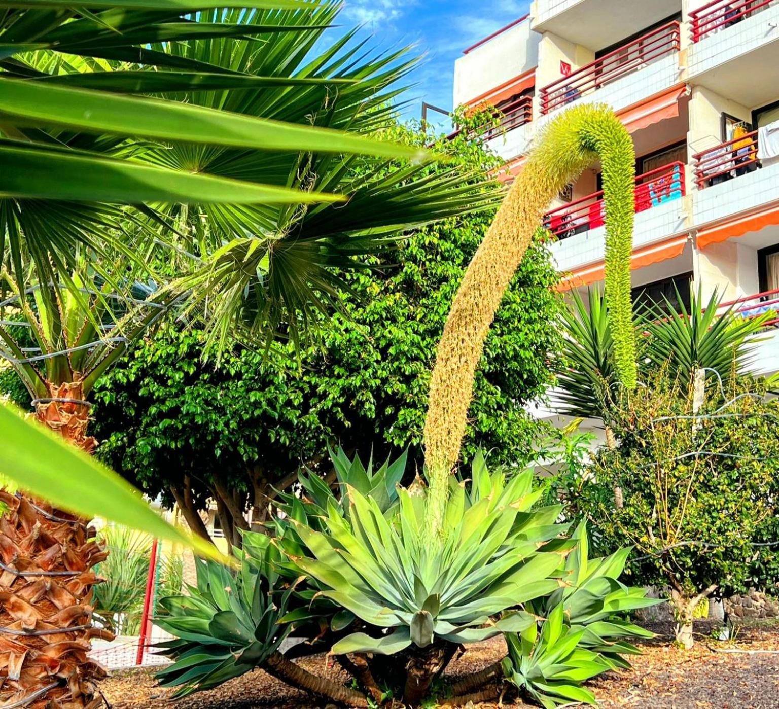 Paulmarie Apartment In Olympia Playa de las Americas  Exterior photo